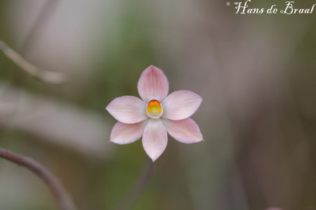 zalmkleurige zonorchidee